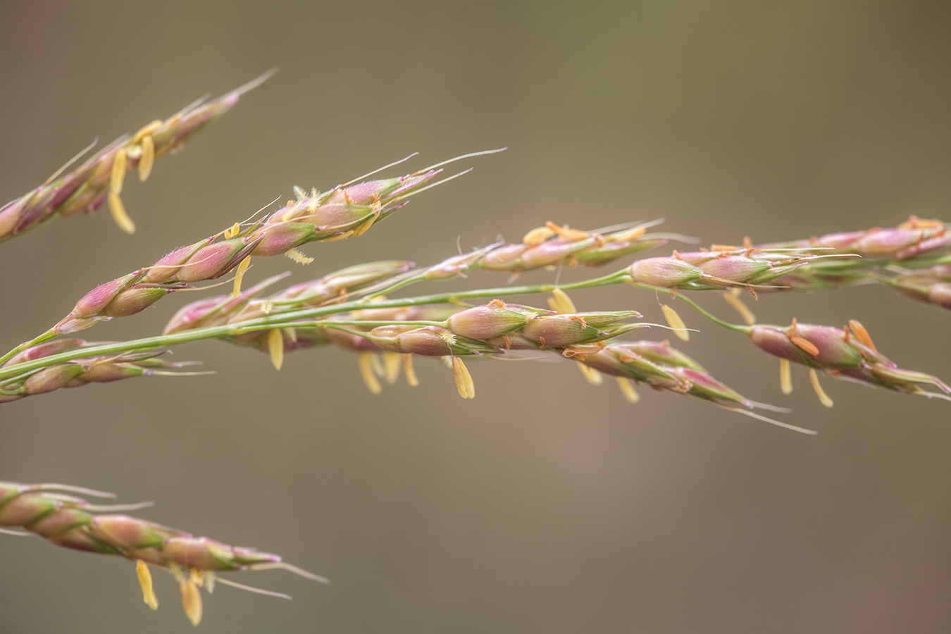 Изображение особи Sorghum &times; drummondii.