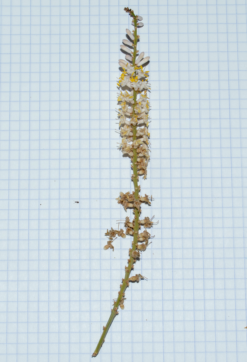 Изображение особи Cordyline petiolaris.
