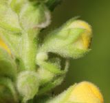 Verbascum densiflorum