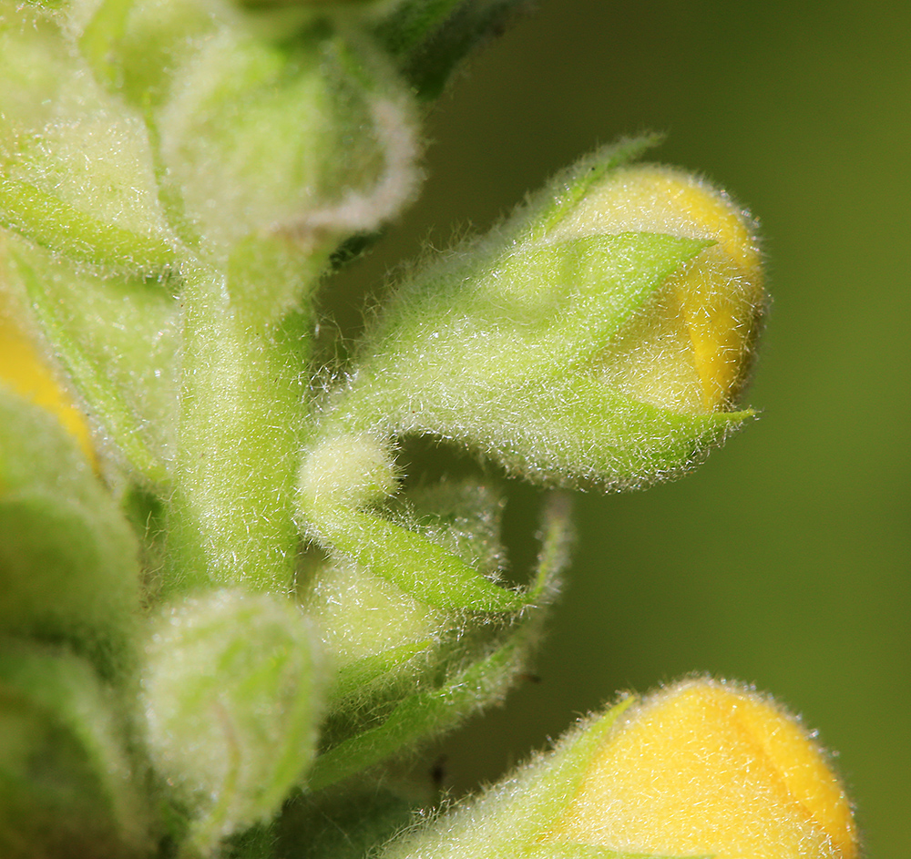 Image of Verbascum densiflorum specimen.