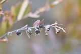 Chamaedaphne calyculata. Соплодие. Калужская обл., Спас-Деменский р-н, Большое Игнатовское болото, центральная часть в северо-западном секторе. 09.09.2022.