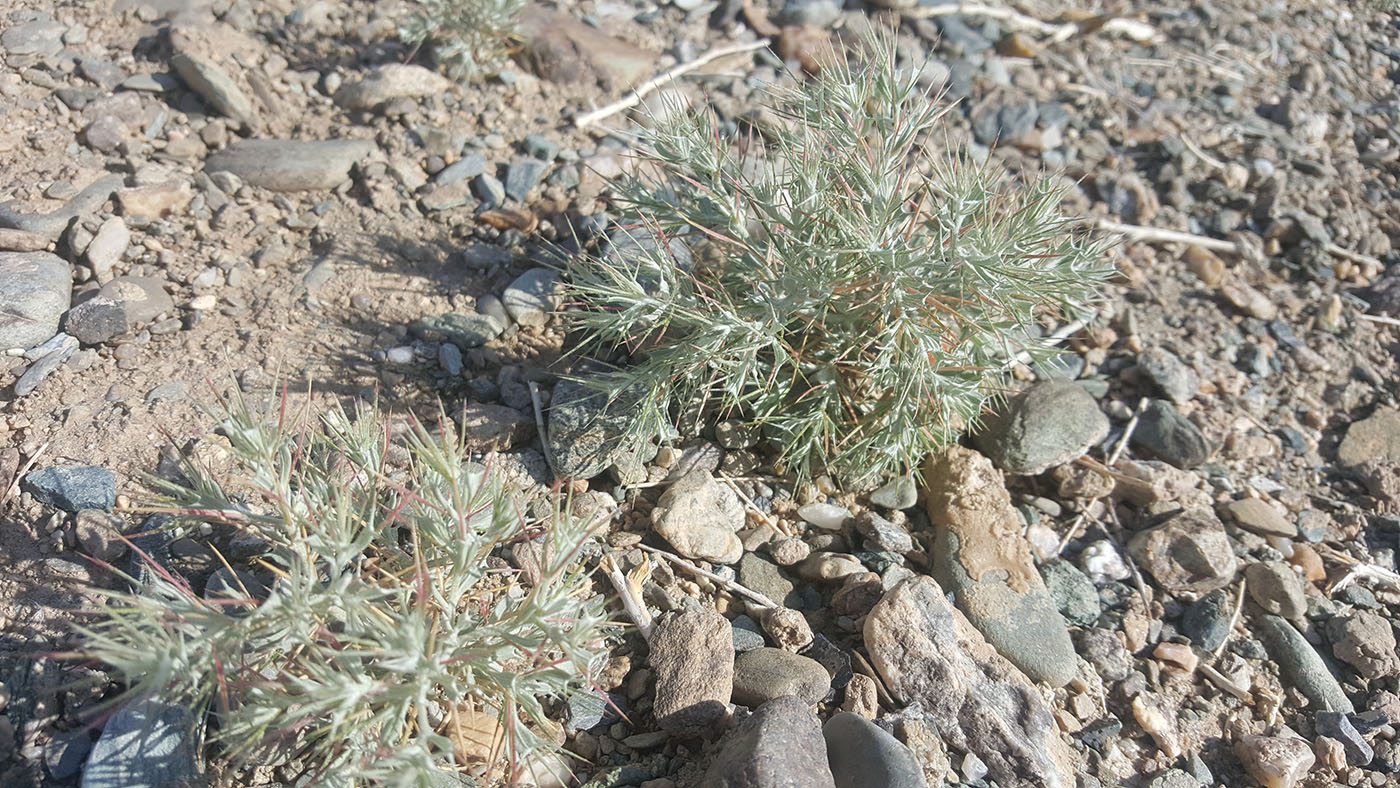 Image of Ceratocarpus arenarius specimen.