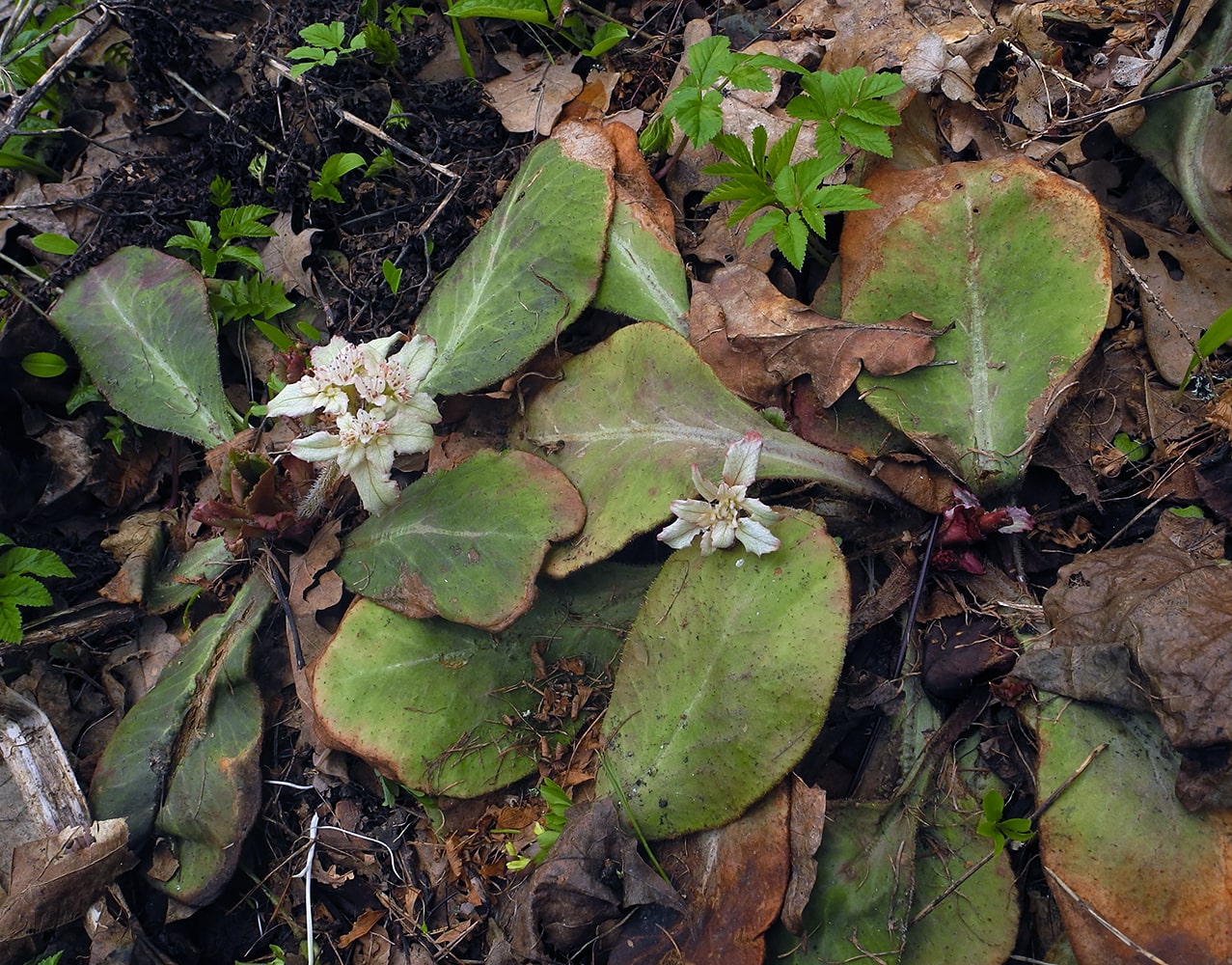 Изображение особи Chrysosplenium macrophyllum.