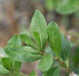 Polygonum alpestre