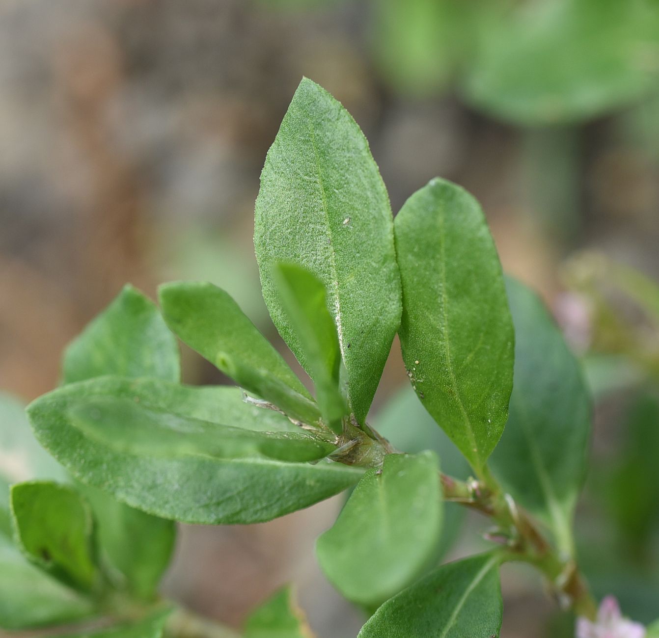 Изображение особи Polygonum alpestre.