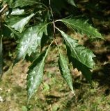 genus Quercus. Верхушка веточки. Франция, регион Гранд-Эст, департамент Нижний Рейн, г. Страсбург, Parc de l'Orangerie. Июль.