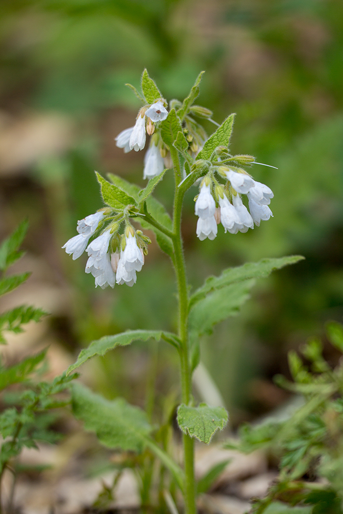 Изображение особи Symphytum tauricum.