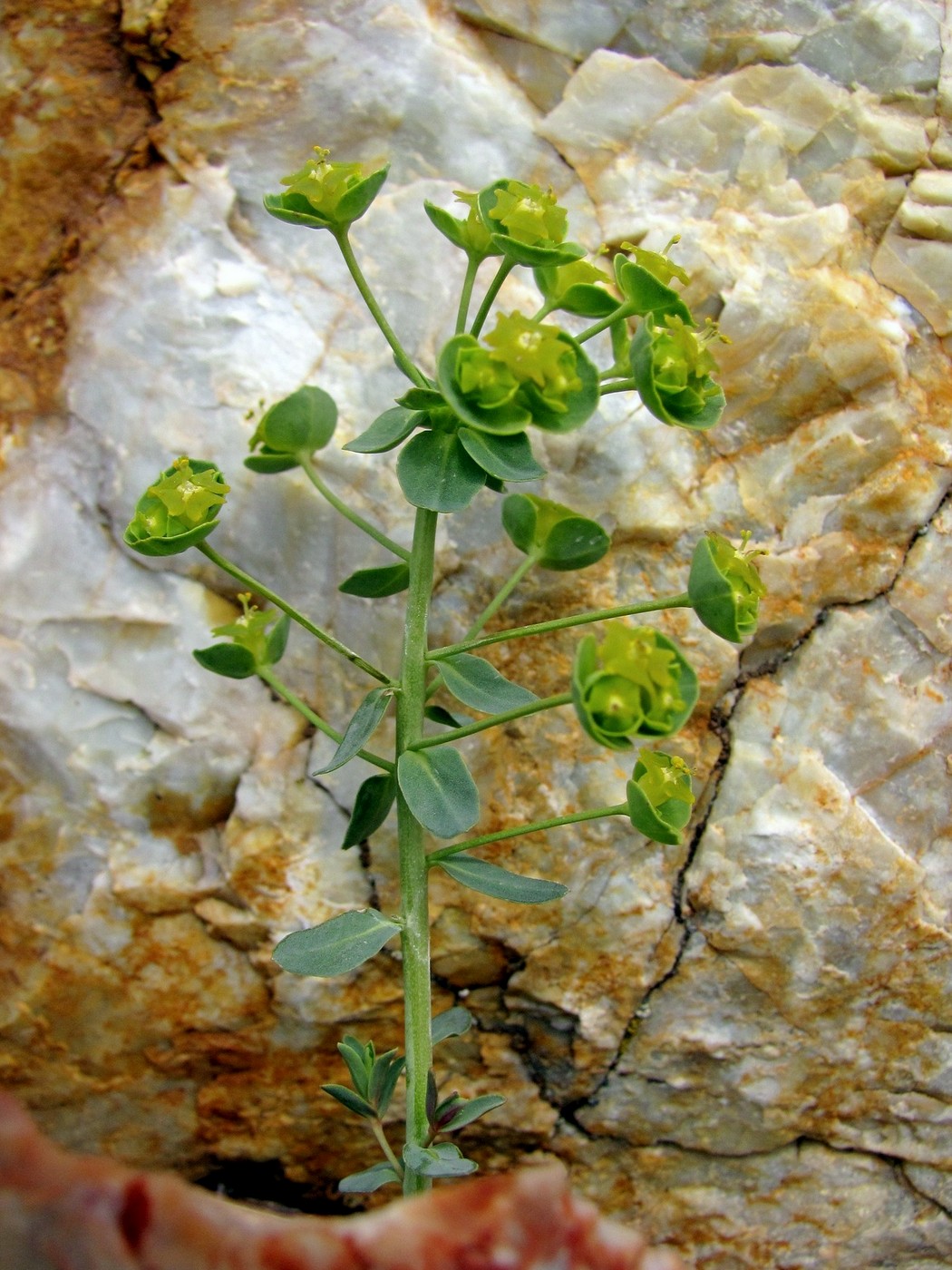 Image of Euphorbia subcordata specimen.