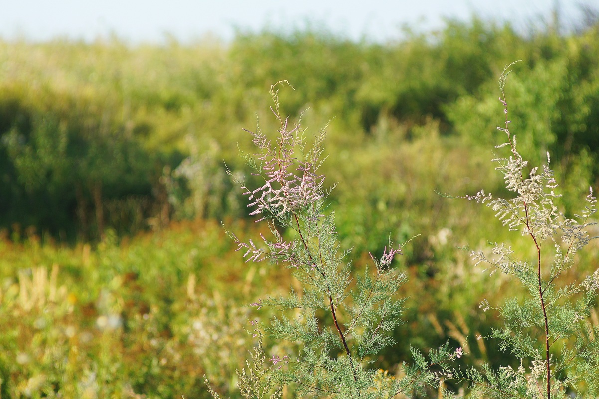 Image of genus Tamarix specimen.