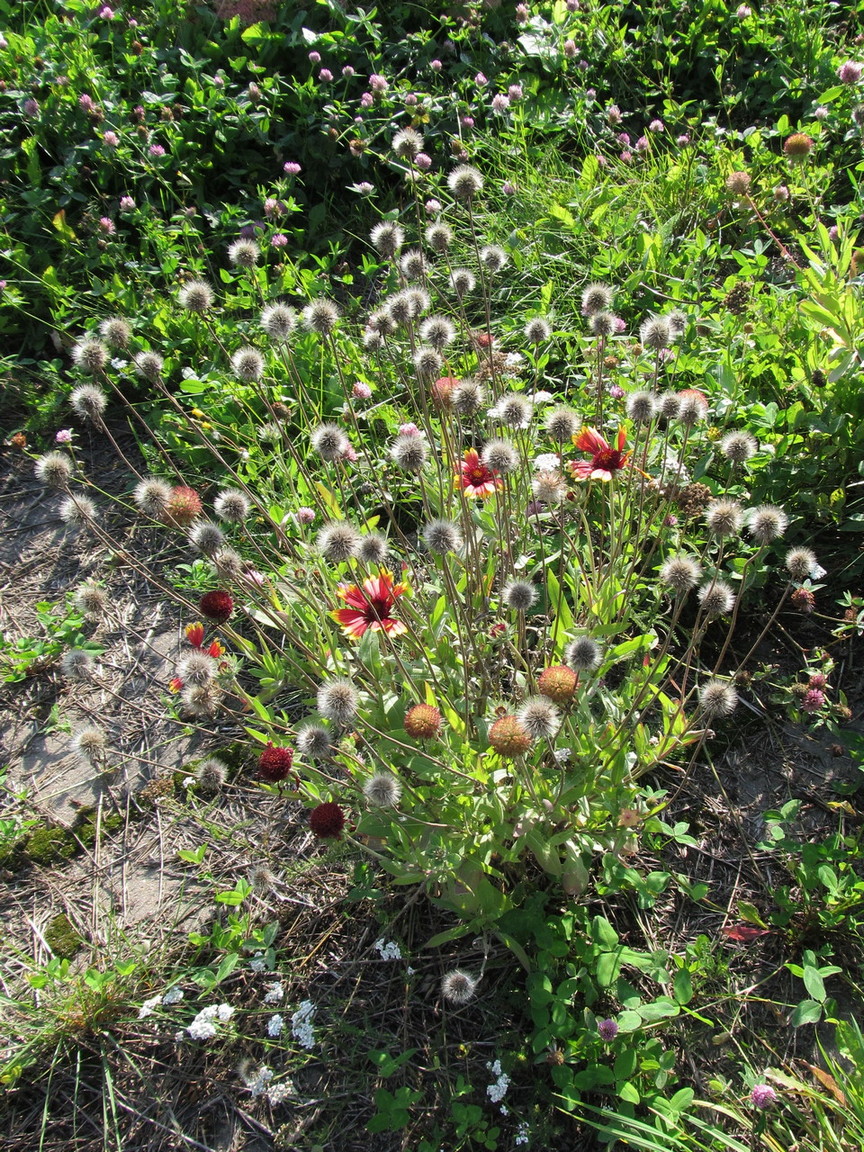 Image of genus Gaillardia specimen.