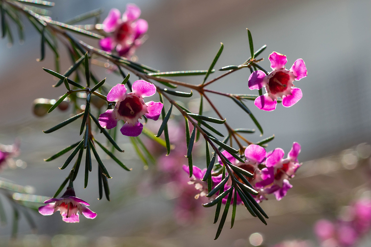 Изображение особи Chamelaucium uncinatum.