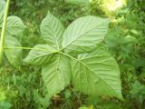 Rubus nessensis. Листовая пластинка (вид с нижней стороны). Курская обл., Железногорский р-н, с. Карманово, ур. \"Кармановская дача\", под пологом леса. 24 июля 2007 г.