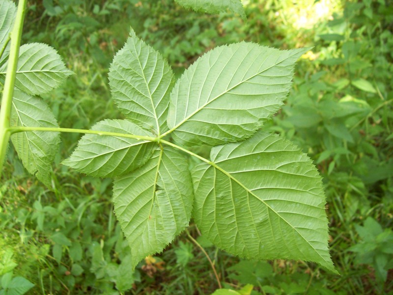 Изображение особи Rubus nessensis.