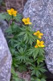 Trollius ranunculinus