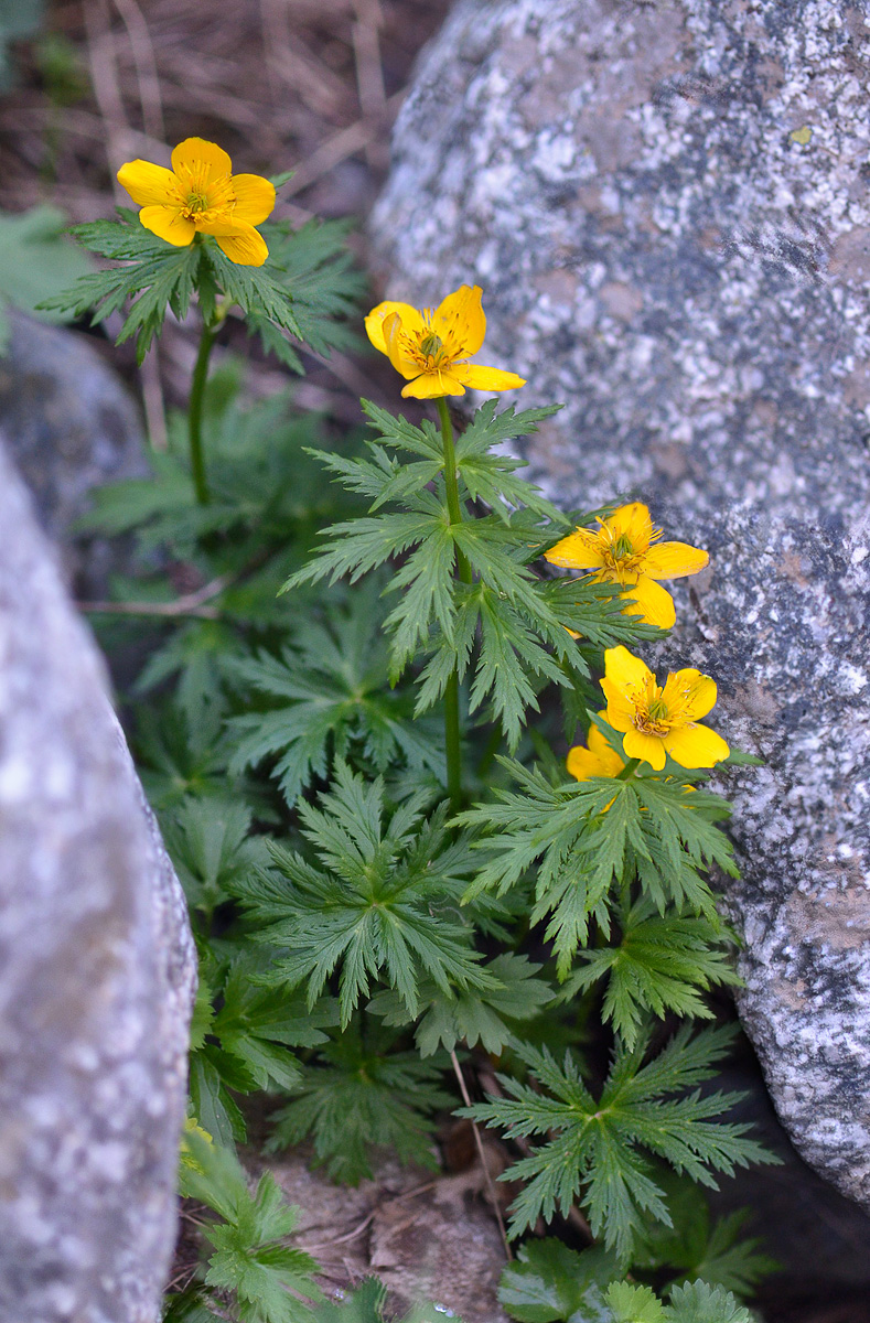 Image of Trollius ranunculinus specimen.