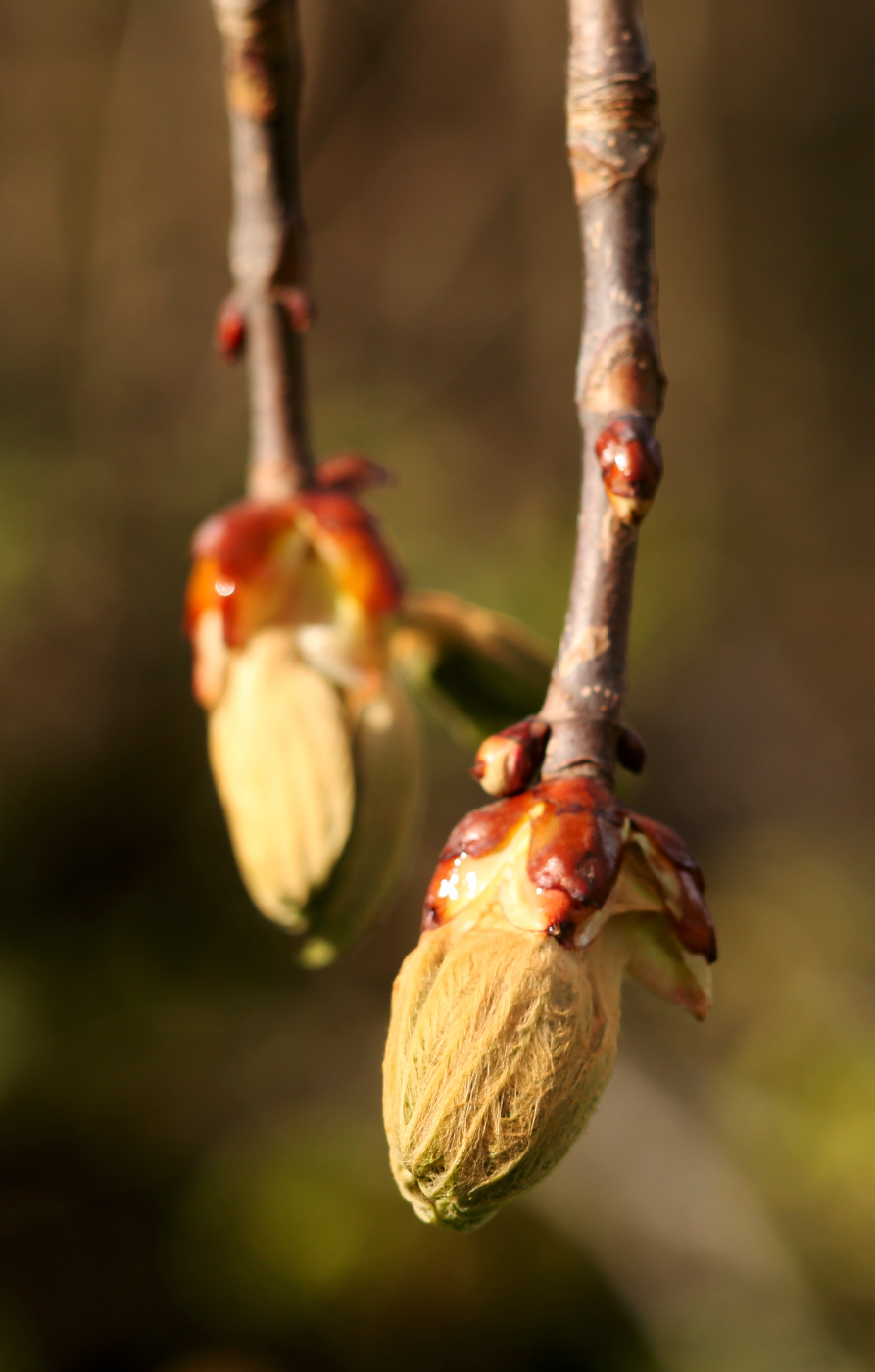 Изображение особи Aesculus hippocastanum.