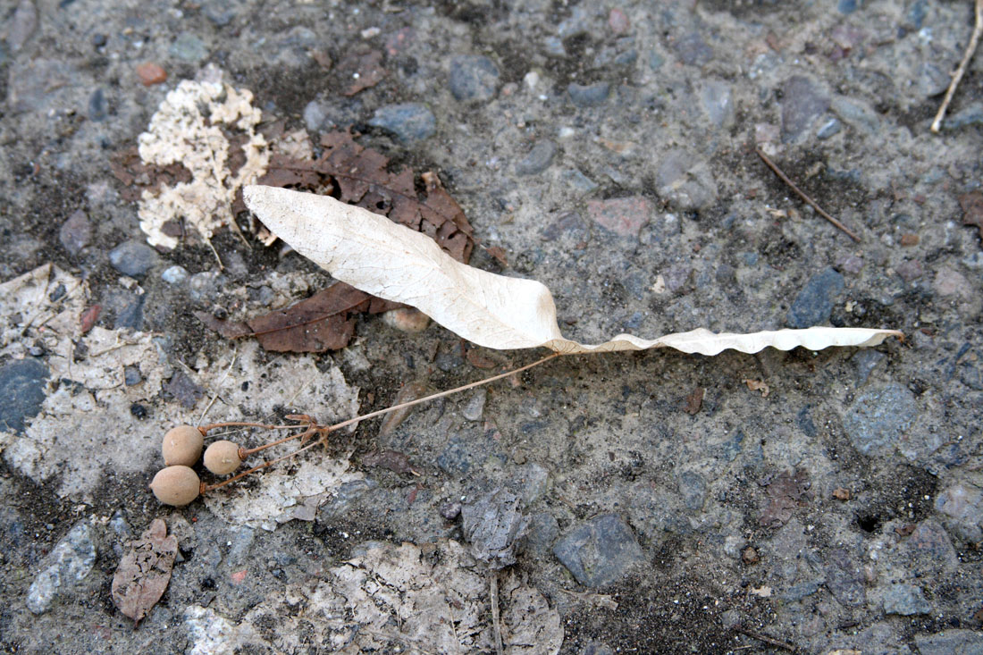 Image of Tilia americana specimen.