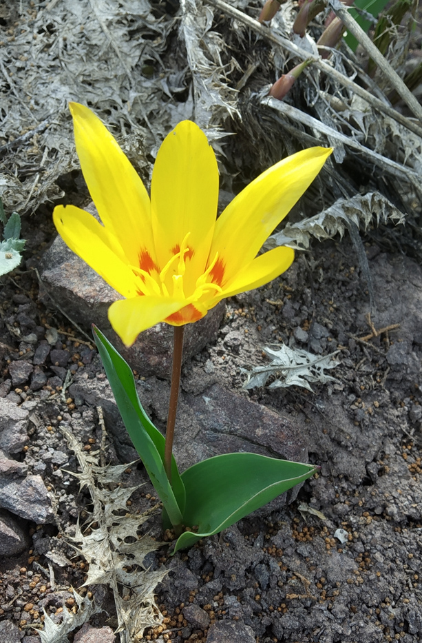 Image of Tulipa vvedenskyi specimen.