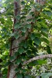 Hydrangea petiolaris. Ветви на стволе Alnus. Кунашир, берег оз. Лагунное, опушка широколиственного леса. 18.08.2022.