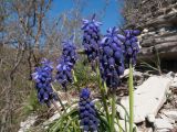 Muscari neglectum. Верхушка цветущего растения. Краснодарский край, м/о г. Новороссийск, гора Рябкова, скальное обнажение. 16.04.2017.