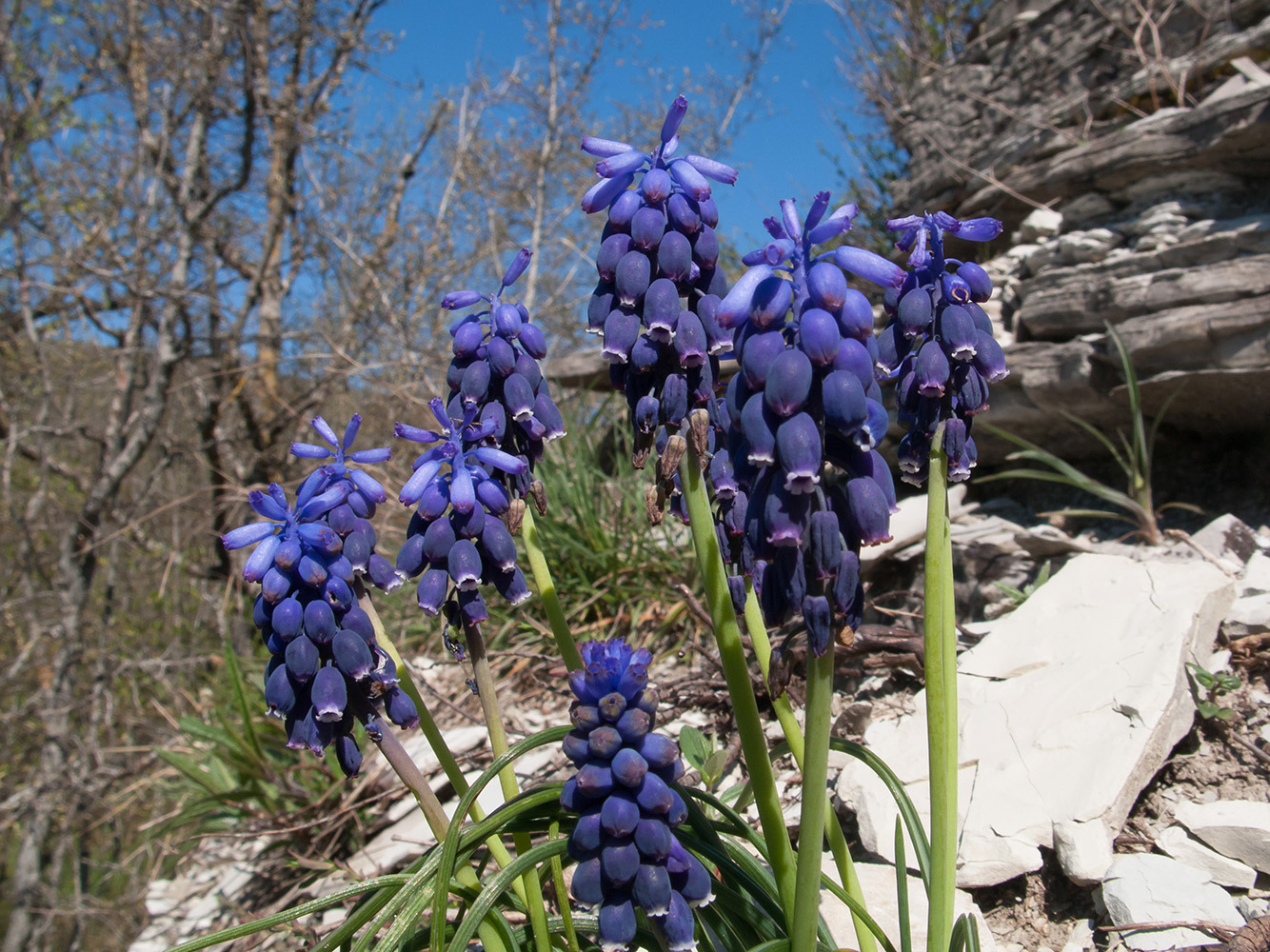 Изображение особи Muscari neglectum.