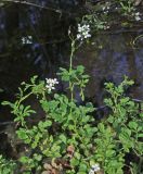 Cardamine amara