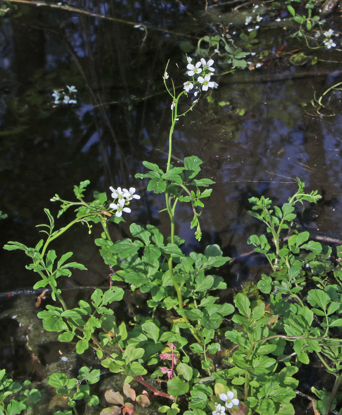 Изображение особи Cardamine amara.