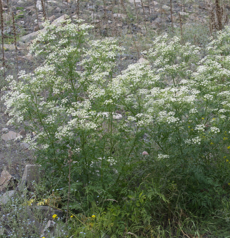 Image of familia Apiaceae specimen.