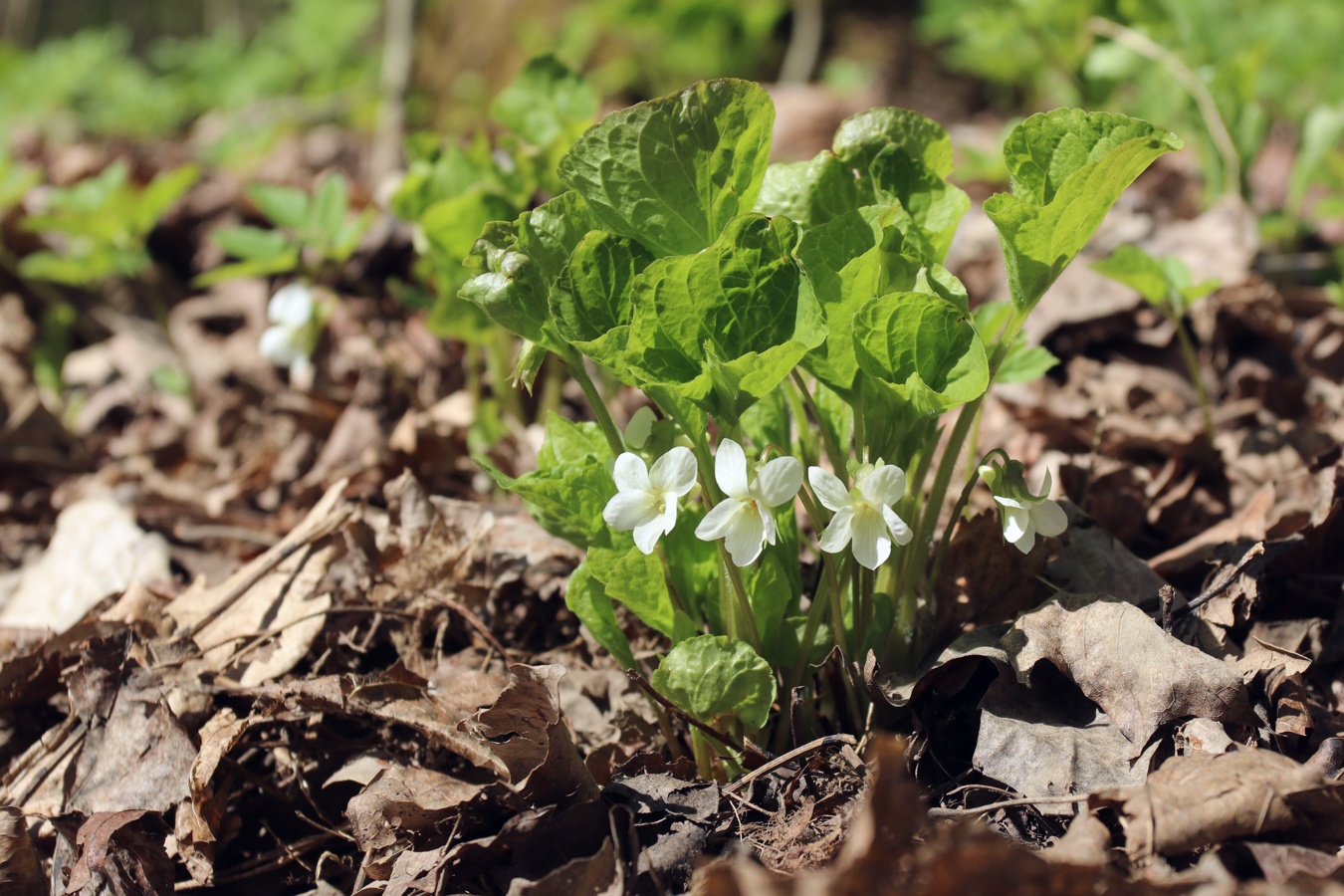 Изображение особи Viola mirabilis.