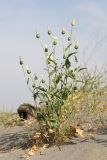 Amberboa turanica. Цветущее растение. Узбекистан, Ферганская обл., Язъяванский р-н, Язъяванские пески, частично закреплённые дюны. 16 мая 2023 г.