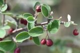 род Cotoneaster. Верхушка ветви с соплодиями. Челябинская обл., Кыштымский городской округ, оз. Сугомак, северный берег, Голая Сопка, склон. 3 июля 2023 г.