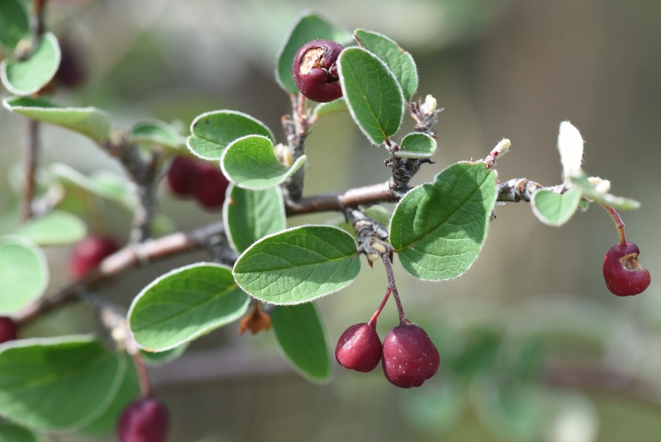 Изображение особи род Cotoneaster.