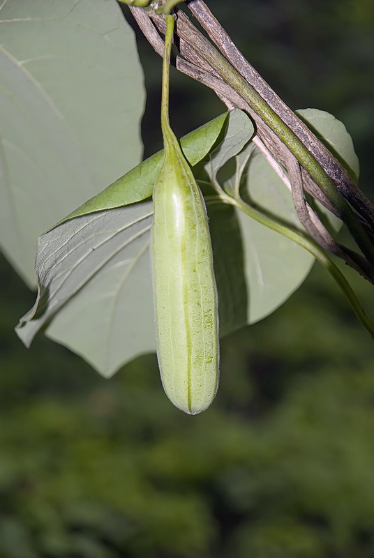 Image of Aristolochia manshuriensis specimen.