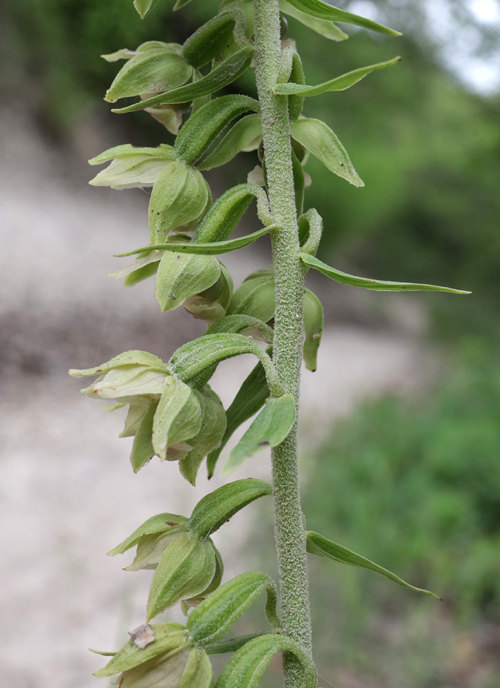 Изображение особи Epipactis helleborine.