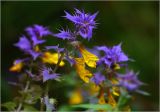 Melampyrum nemorosum
