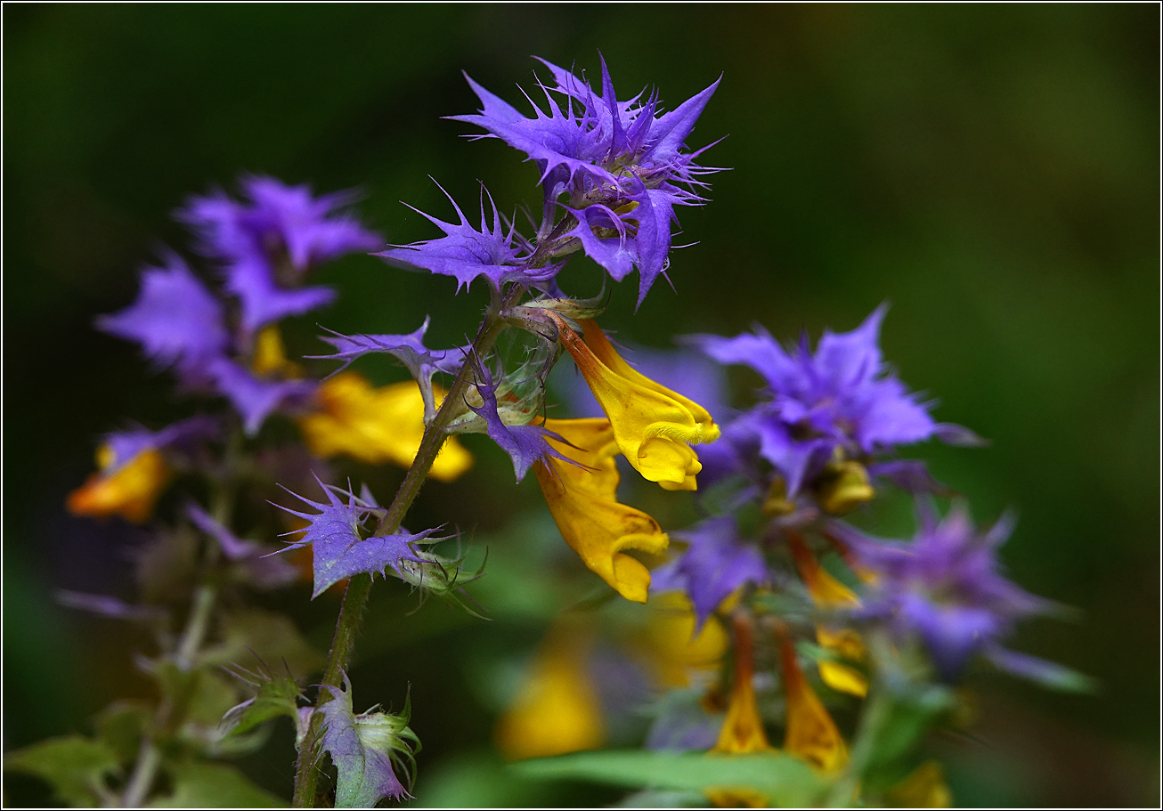 Изображение особи Melampyrum nemorosum.