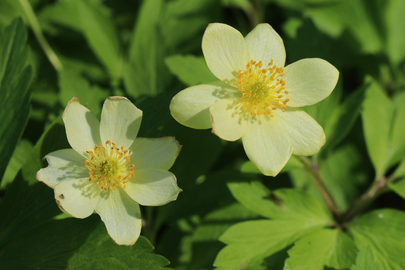 Изображение особи Anemone &times; lipsiensis.