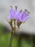 Allium lusitanicum