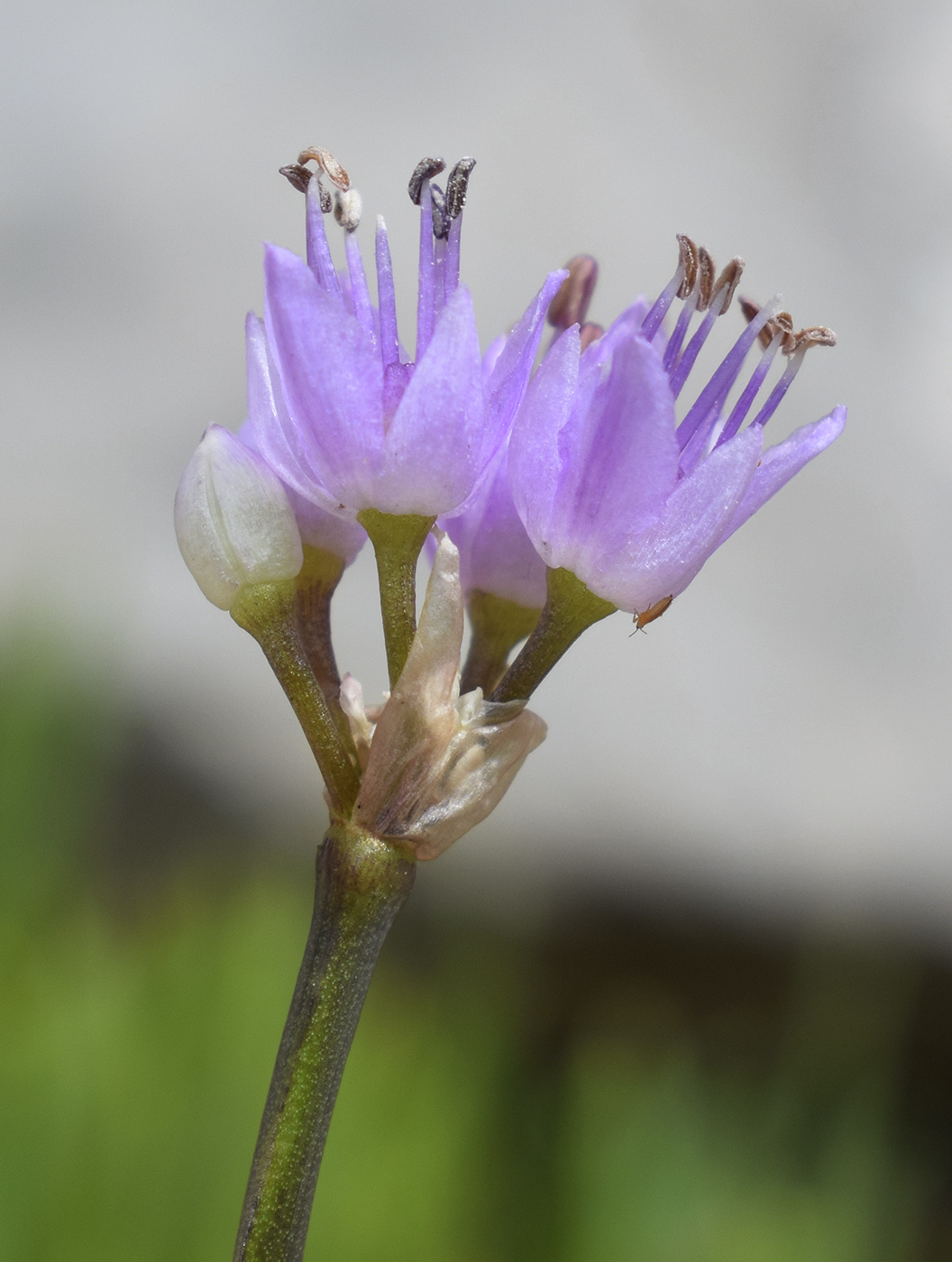 Image of Allium lusitanicum specimen.