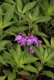 Impatiens balsamina