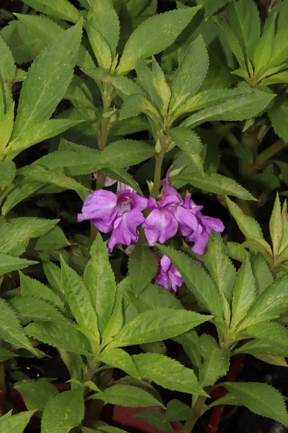 Image of Impatiens balsamina specimen.