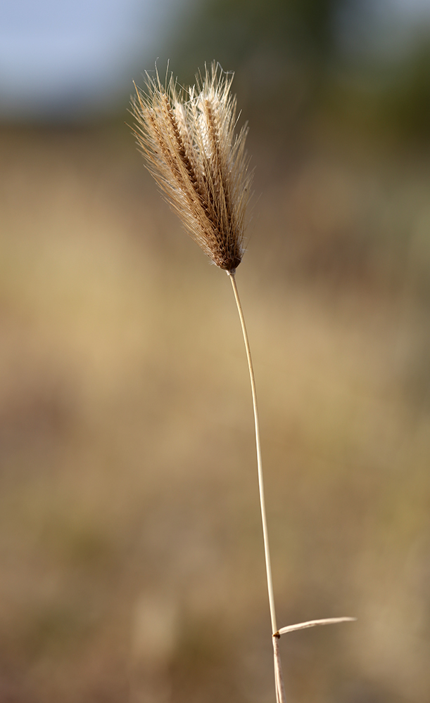 Image of Chloris virgata specimen.