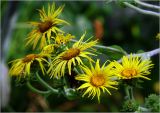 Inula helenium. Соцветия. Московская обл., Раменский р-н, окр. дер. Хрипань, садовый участок. 13.08.2023.