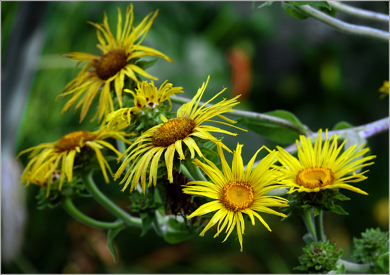 Изображение особи Inula helenium.