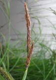 Carex acuta. Мужские колоски. Ярославская обл., Угличский р-н, дер. Масальское, р. Корожечна. 27.05.2010.