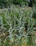 Onopordum acanthium