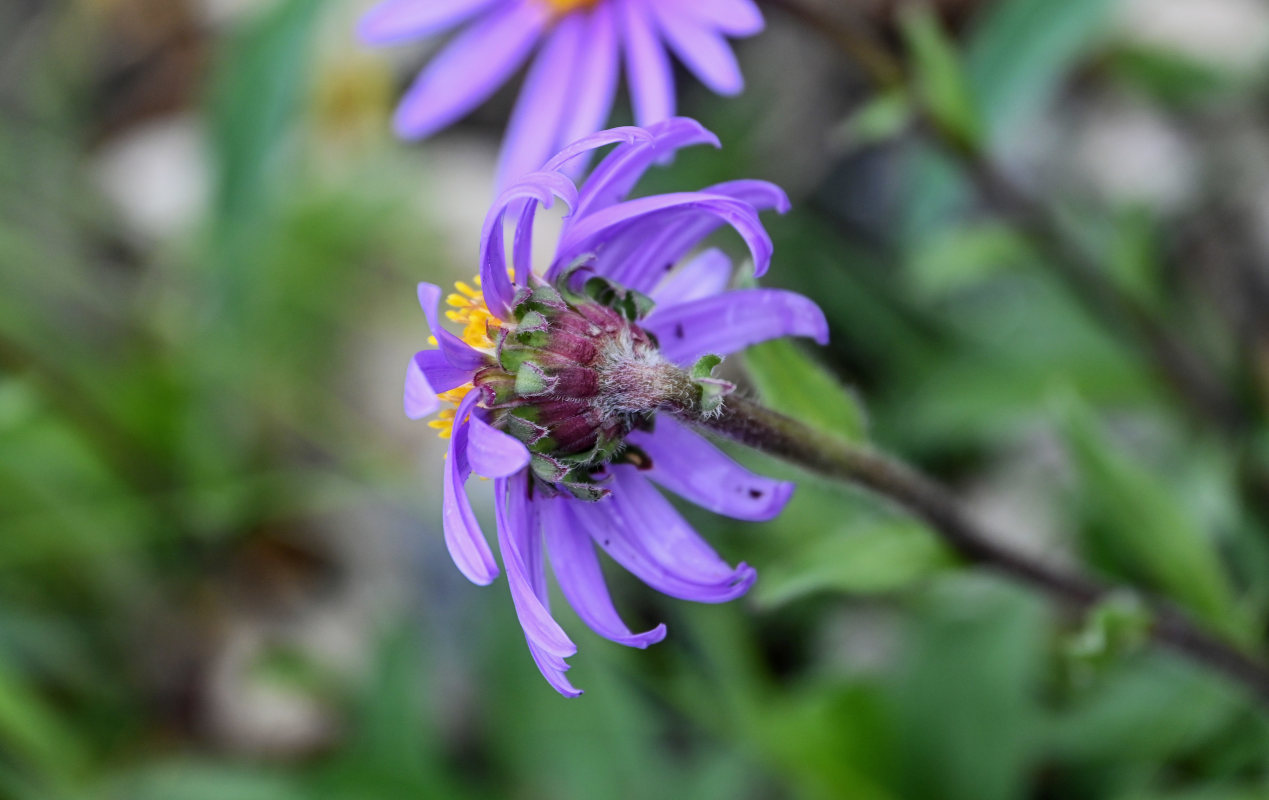 Изображение особи Aster alpinus.