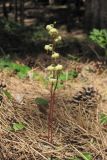 Pyrola chlorantha. Цветущие растения. Южный берег Крыма, сосновый лес над пос. Кореиз. 8 июня 2015 г.