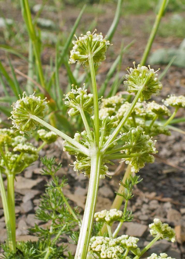 Image of Chamaesciadium acaule specimen.