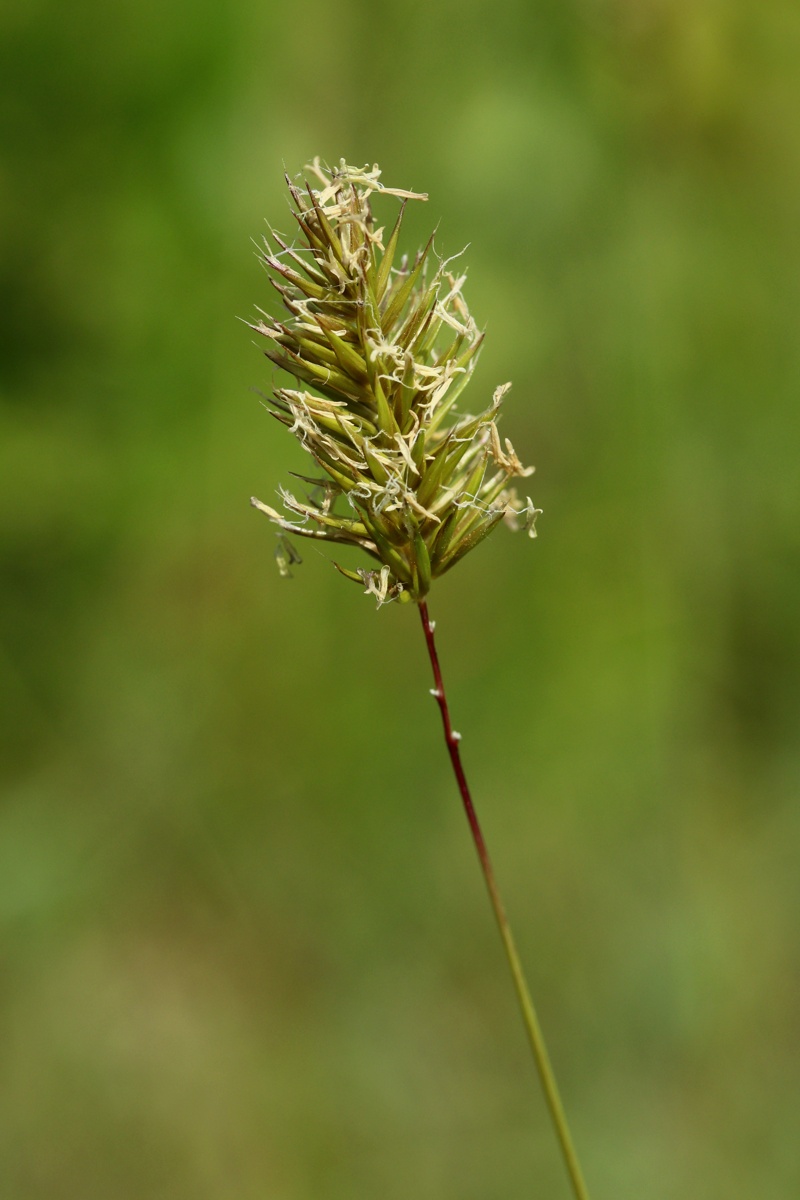 Image of Anthoxanthum odoratum specimen.